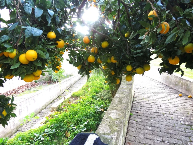 Quinta T6 para Venda em Venda do Pinheiro e Santo Estêvão das Galés Foto 37