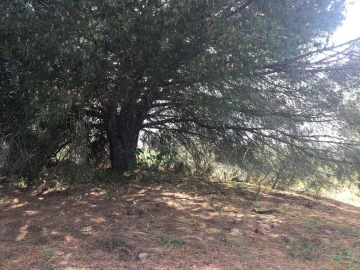 Terreno para Venda em Lagoa e Carvoeiro