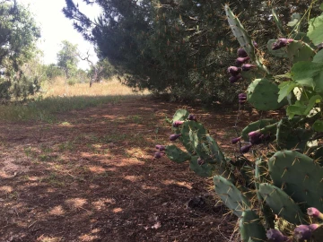 Terreno para Venda em Lagoa e Carvoeiro