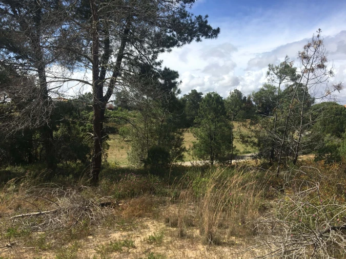 Terreno para Venda em Lagoa e Carvoeiro Foto 7