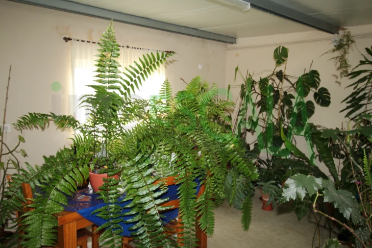 Moradia T5 para Venda em Marvila, Ribeira Santarém, São Salvador, São Nicolau Foto 47