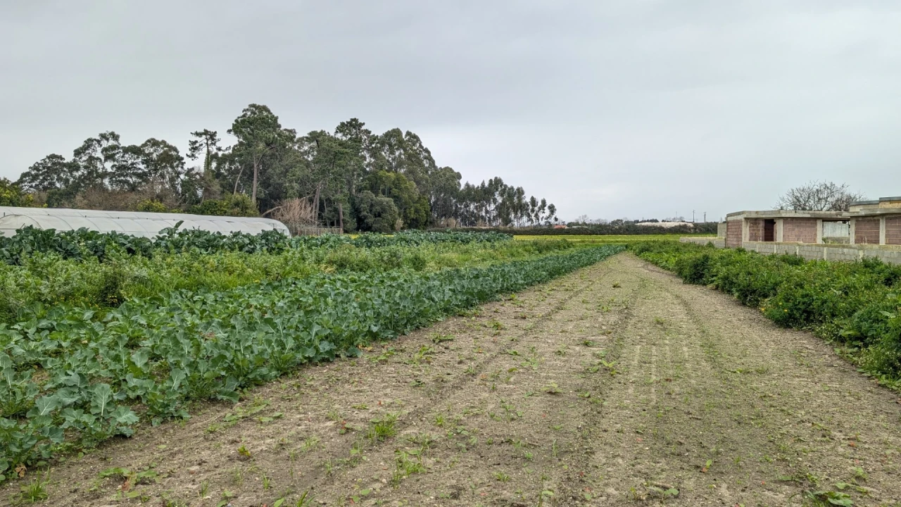 Terreno para Venda em Glória e Vera Cruz Foto 2