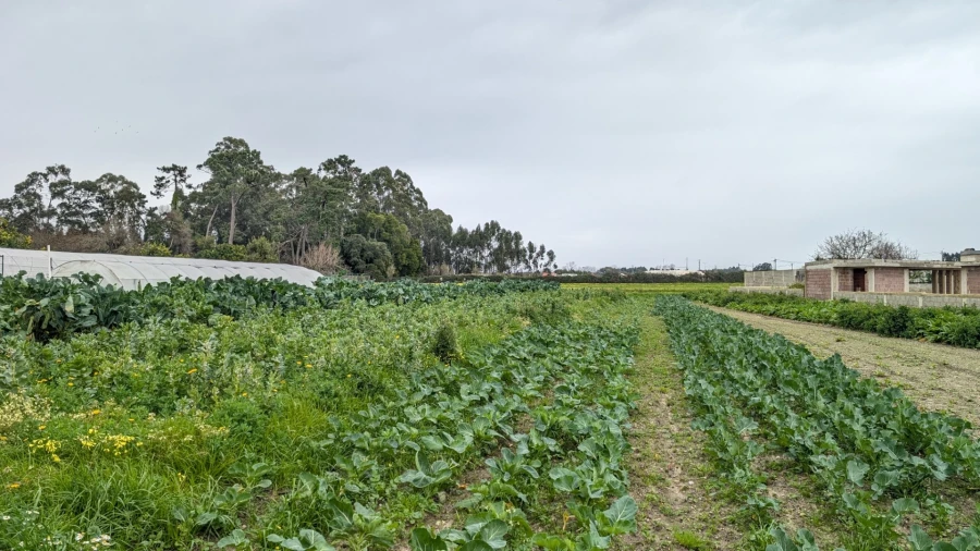 Terreno para Venda em Glória e Vera Cruz Foto 2