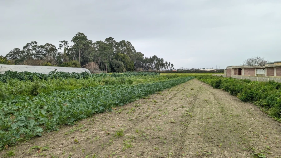 Terreno para Venda em Glória e Vera Cruz Foto 1