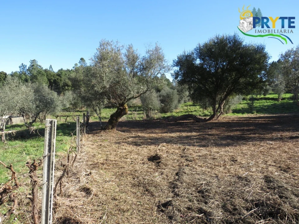 Terreno para Venda em Fundada Foto 7