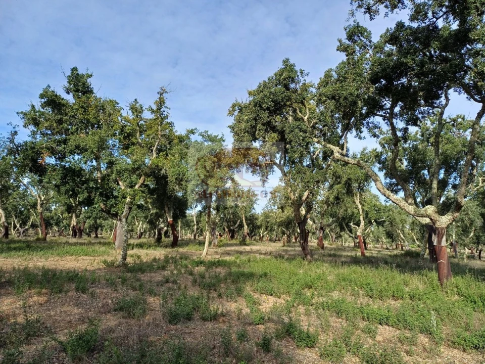 Terreno Misto para Venda em Grândola e Santa Margarida da Serra Foto 5
