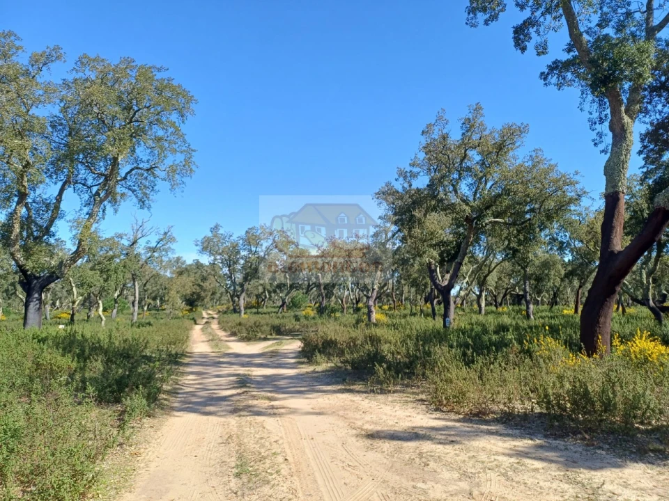 Terreno Misto para Venda em Grândola e Santa Margarida da Serra Foto 6