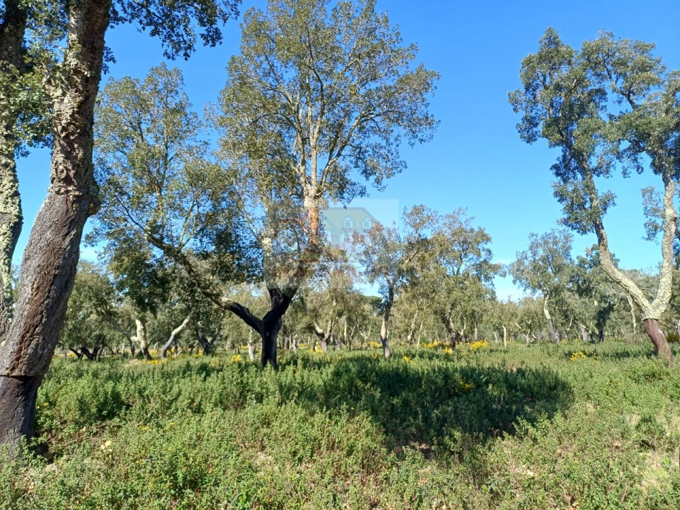 Terreno Misto para Venda em Grândola e Santa Margarida da Serra Foto 9