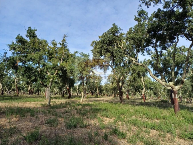 Terreno Misto para Venda em Grândola e Santa Margarida da Serra Foto 5