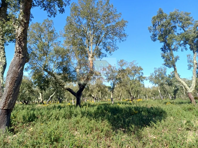 Terreno Misto para Venda em Grândola e Santa Margarida da Serra Foto 9