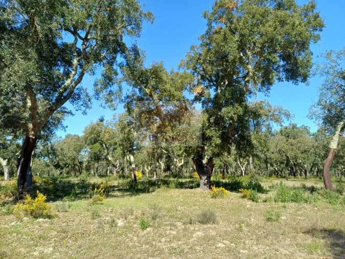 Terreno Misto para Venda em Grândola e Santa Margarida da Serra Foto 10
