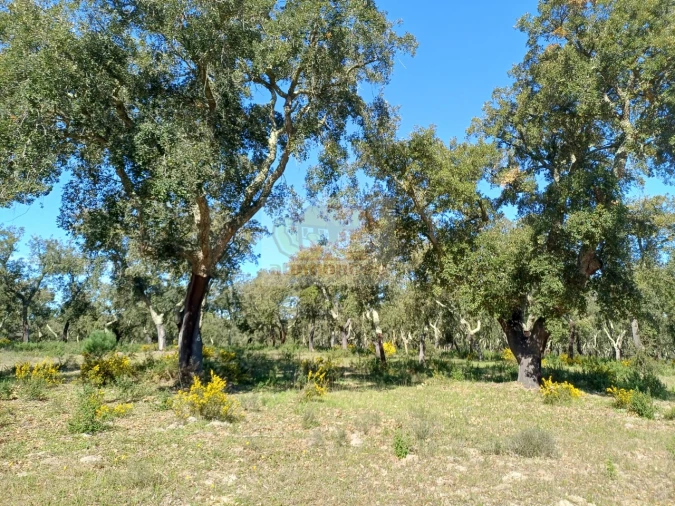 Terreno Misto para Venda em Grândola e Santa Margarida da Serra Foto 11