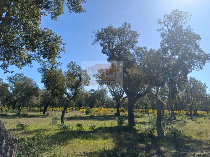 Terreno Misto para Venda em Grândola e Santa Margarida da Serra Foto 12