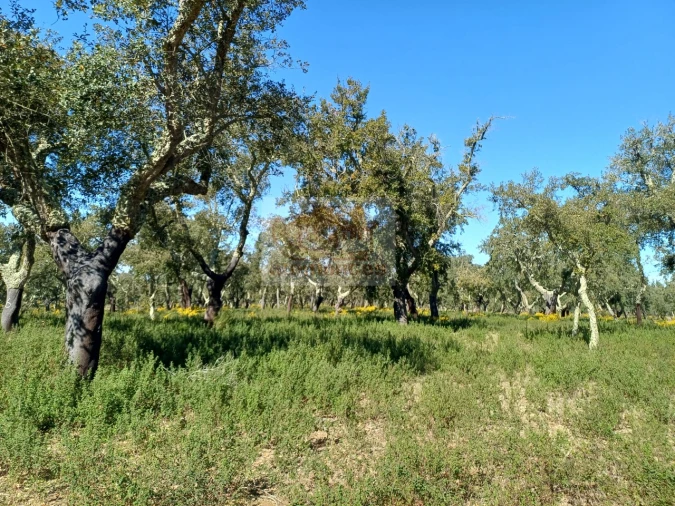 Terreno Misto para Venda em Grândola e Santa Margarida da Serra Foto 13
