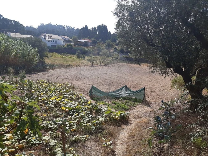 Terreno para Venda em Matas e Cercal Foto 6