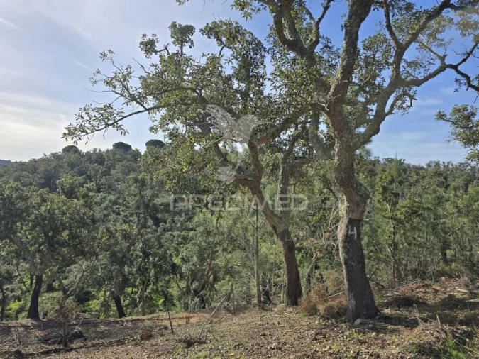 Terreno para Venda em Melides Foto 11