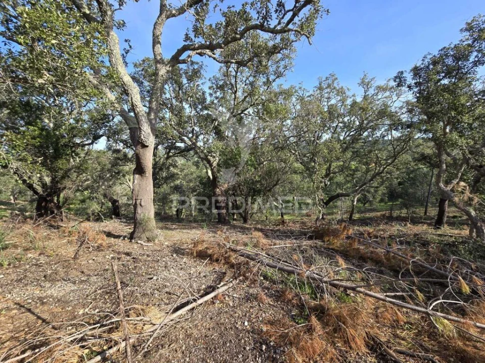 Terreno para Venda em Melides Foto 19