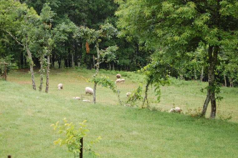 Quinta T3 para Venda em Mosteiro Foto 17