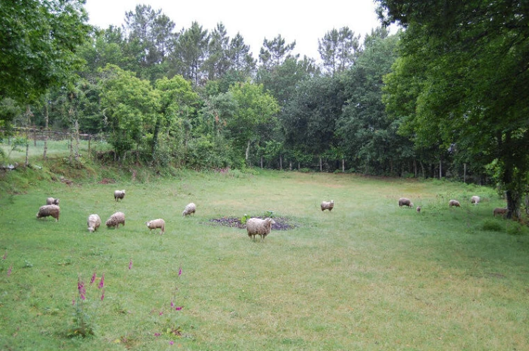 Quinta T3 para Venda em Mosteiro Foto 18