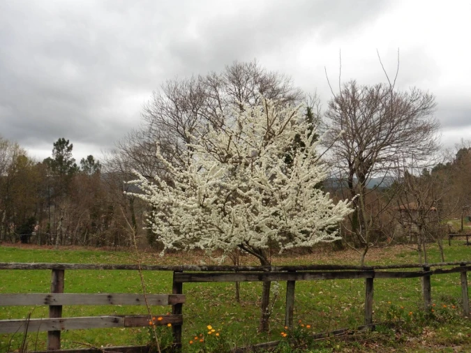 Quinta T3 para Venda em Mosteiro Foto 23