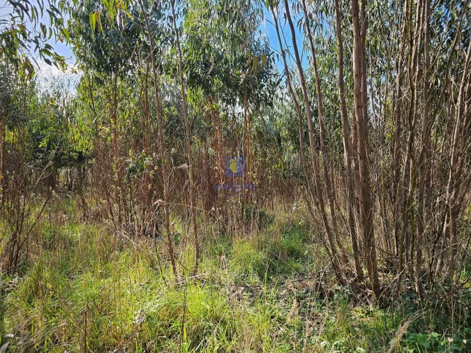 Terreno para Venda em Reguengo Grande Foto 5