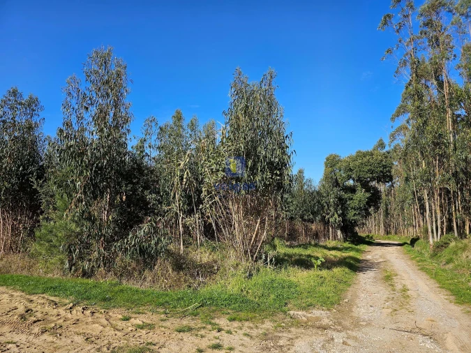 Terreno para Venda em Reguengo Grande Foto 7