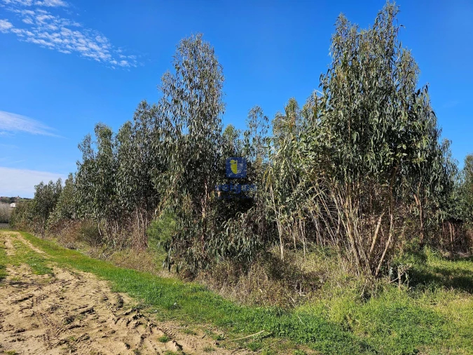 Terreno para Venda em Reguengo Grande Foto 8