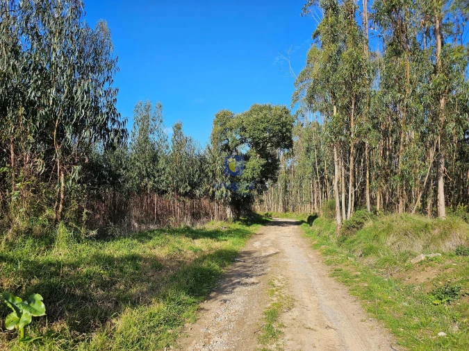 Terreno para Venda em Reguengo Grande Foto 4