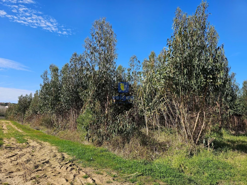 Terreno para Venda em Reguengo Grande Foto 8