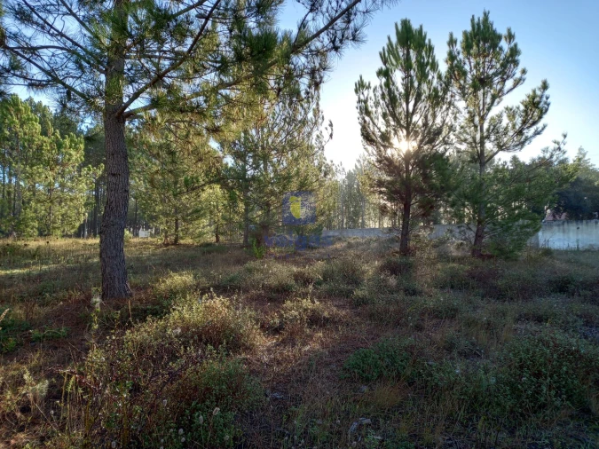 Terreno Agricola ou Rústico para Venda em Pataias e Martingança Foto 2