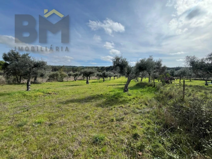 Terreno Agricola ou Rústico para Venda em Freixial e Juncal do Campo Foto 5