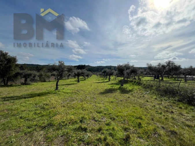Terreno Agricola ou Rústico para Venda em Freixial e Juncal do Campo Foto 7