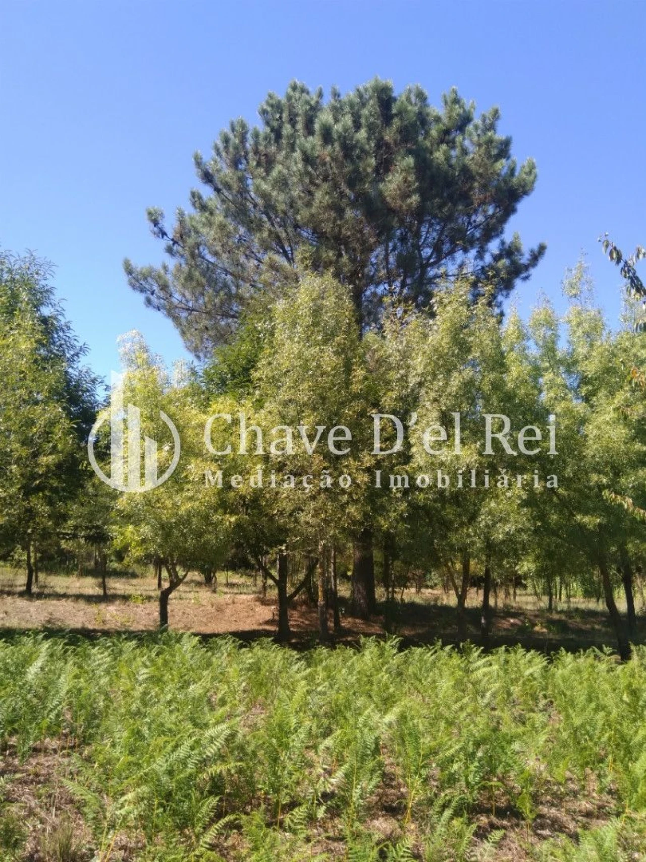 Moradia T5 para Venda em Santos Evos Foto 60