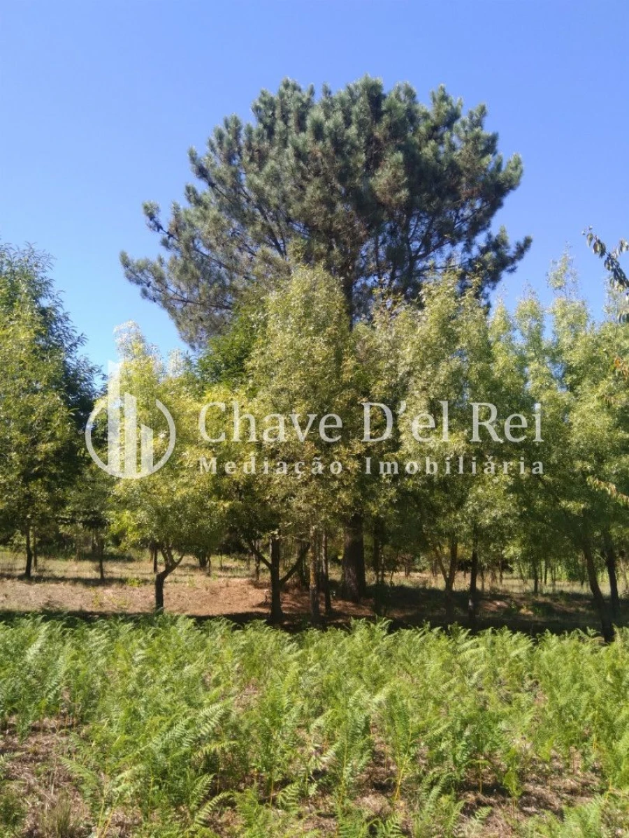 Moradia T5 para Venda em Santos Evos Foto 60