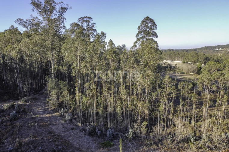 Terreno para Venda em Folgosa Foto 4