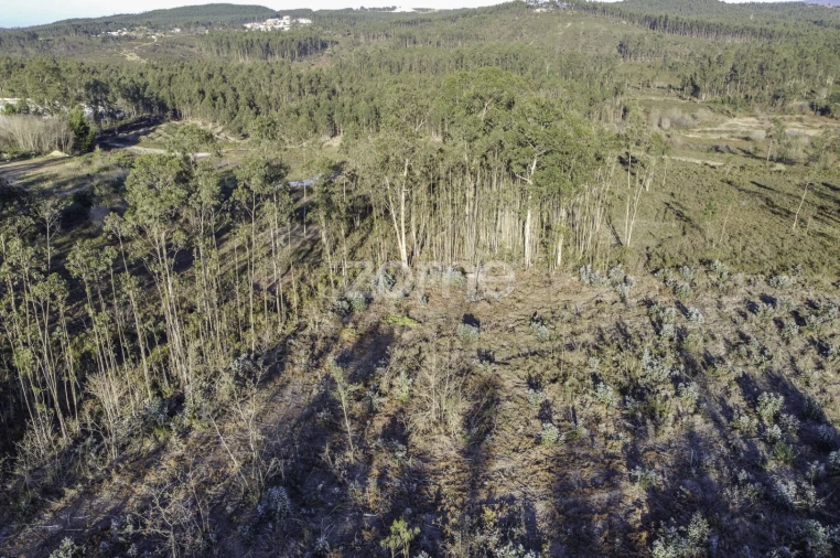 Terreno para Venda em Folgosa Foto 5