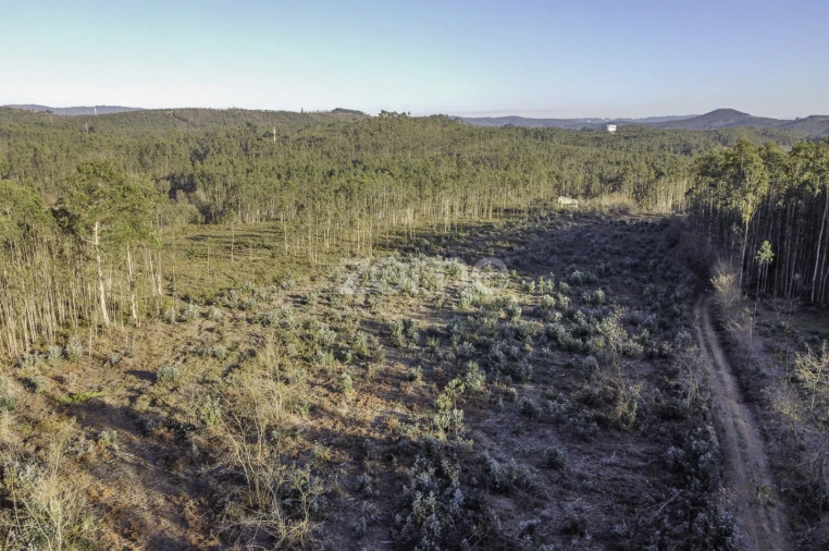 Terreno para Venda em Folgosa Foto 6