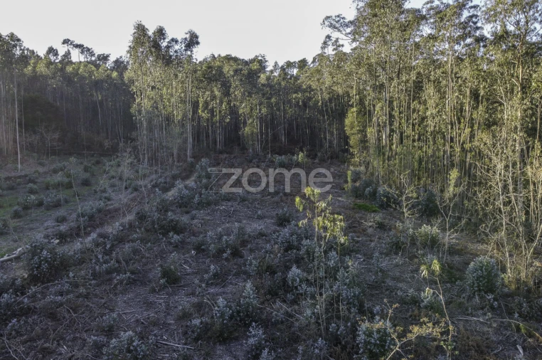 Terreno para Venda em Folgosa Foto 7