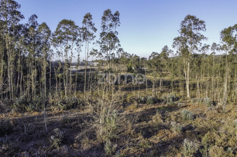 Terreno para Venda em Folgosa Foto 8