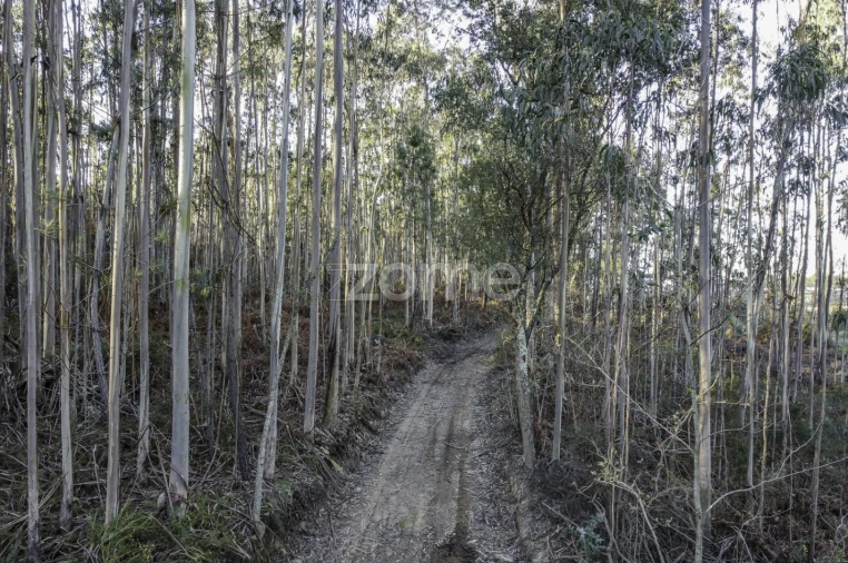 Terreno para Venda em Folgosa Foto 2