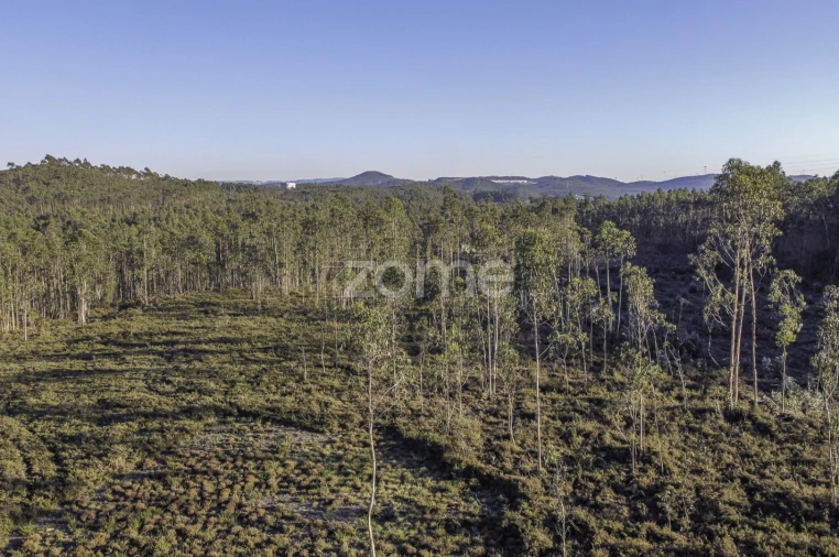 Terreno para Venda em Folgosa Foto 9