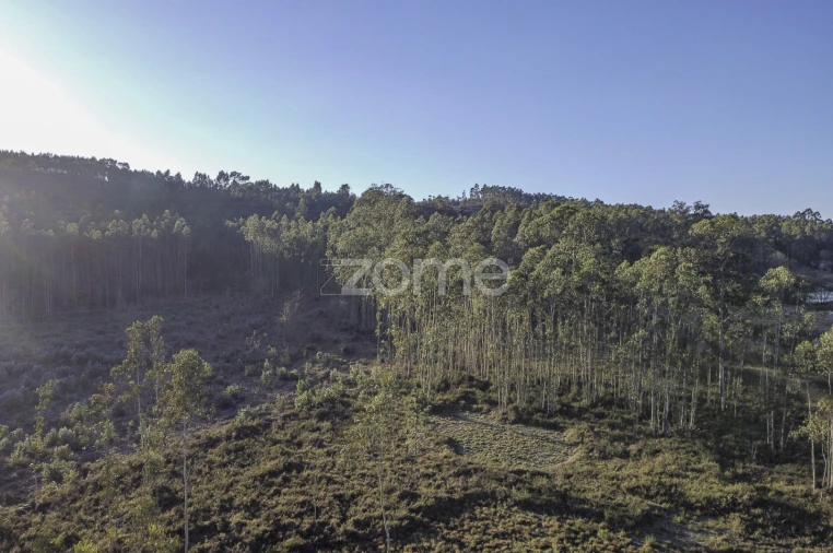 Terreno para Venda em Folgosa Foto 12