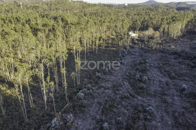 Terreno para Venda em Folgosa Foto 13