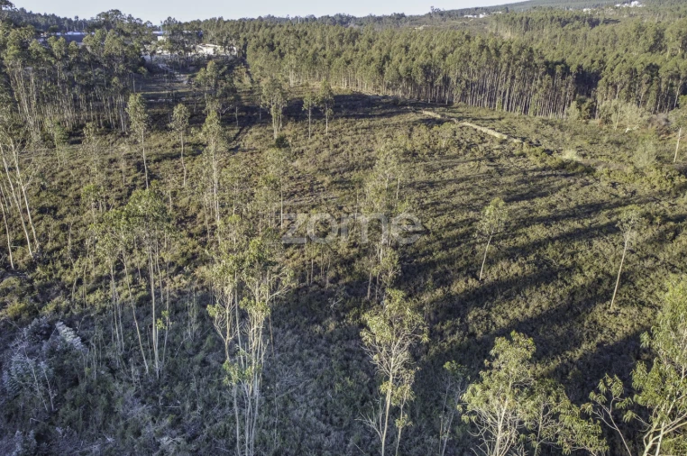 Terreno para Venda em Folgosa Foto 15