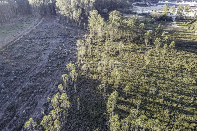 Terreno para Venda em Folgosa Foto 14