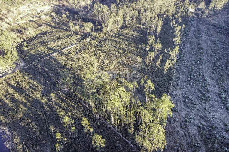 Terreno para Venda em Folgosa Foto 19