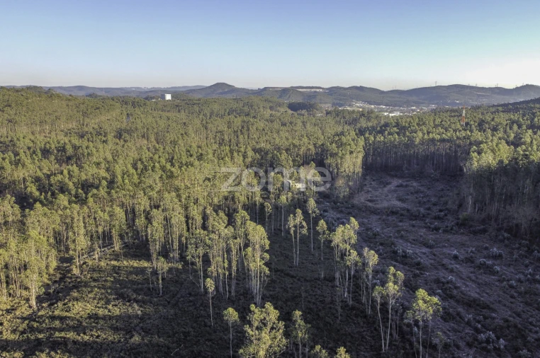 Terreno para Venda em Folgosa Foto 20