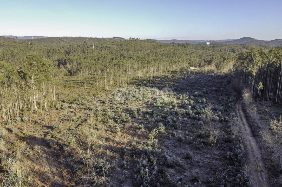 Terreno para Venda em Folgosa Foto 6