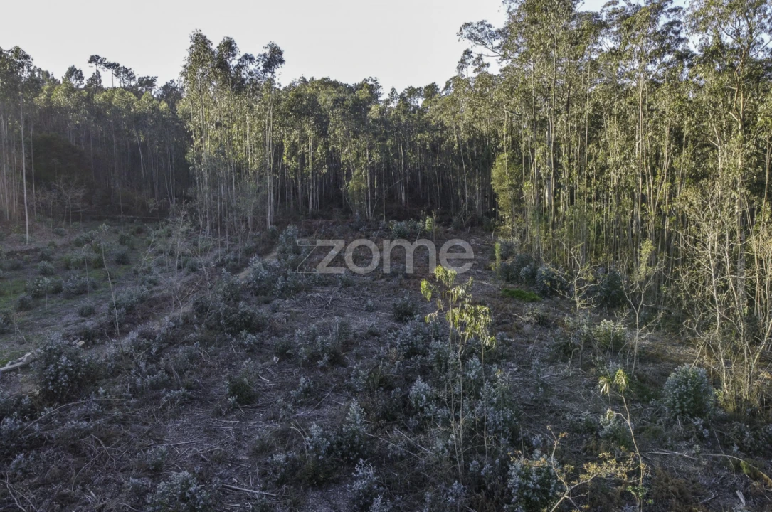 Terreno para Venda em Folgosa Foto 7