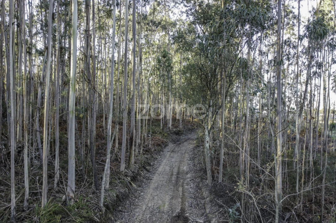 Terreno para Venda em Folgosa Foto 2